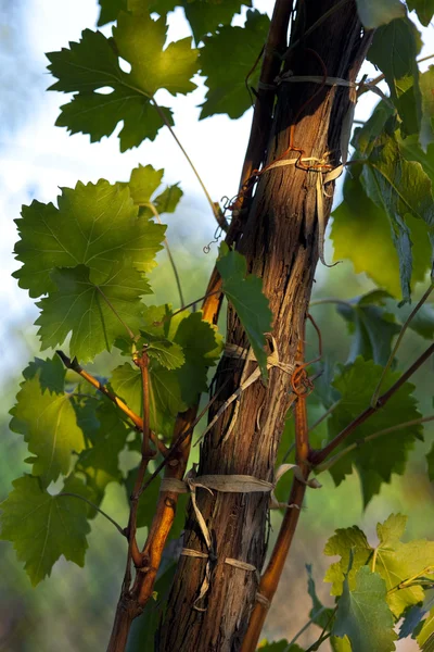 Vine leaf, nature — Stock Photo, Image