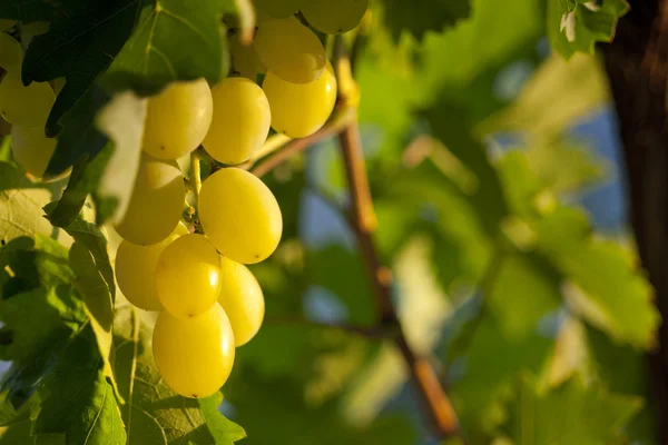 Uvas brancas em videira — Fotografia de Stock