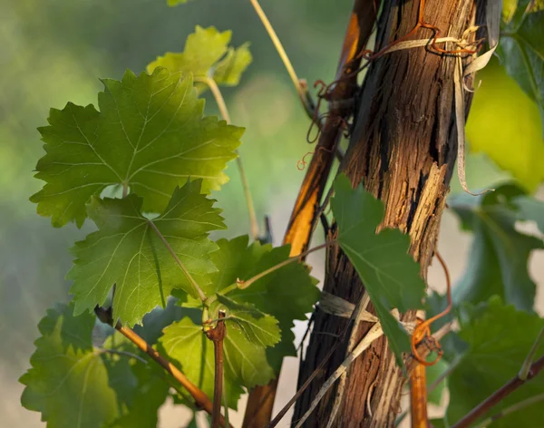 Vine löv, natur — Stockfoto