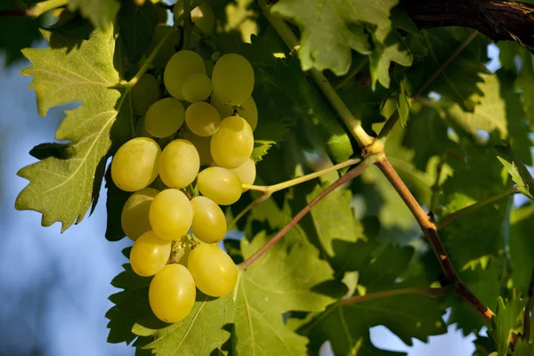 Uvas brancas na videira sobre o céu — Fotografia de Stock