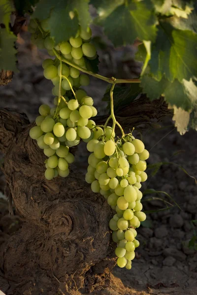 Weinblatt, Traube, Natur — Stockfoto