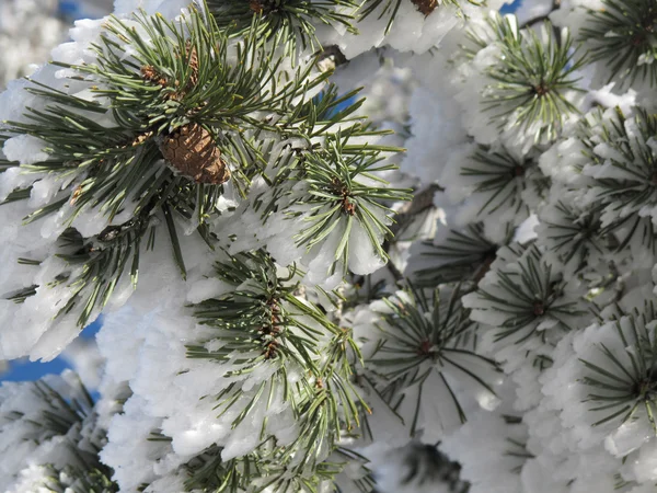 Conifer bedekt met sneeuw winterlandschap — Stockfoto