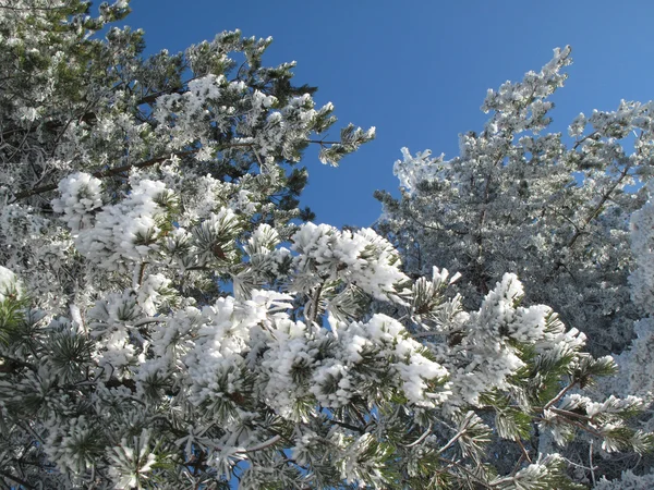 针叶树覆盖着雪的冬天风景 — 图库照片