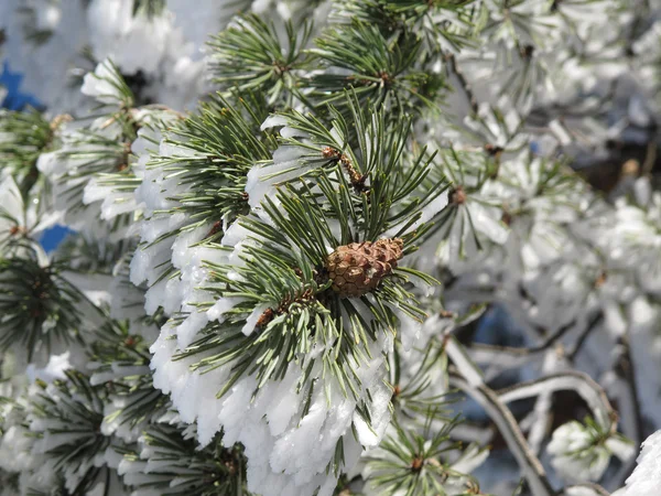 Conifer bedekt met sneeuw winterlandschap — Stockfoto