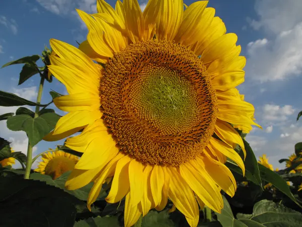 Yellow sunflower on blue sky with white clouds — Stock Photo, Image