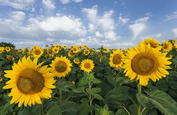 Zonnebloemen op een achtergrond van blauwe hemel. zomer veld. — Stockfoto