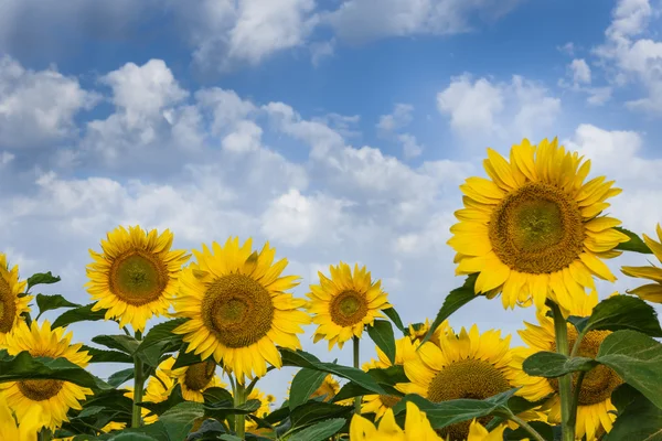 Zonnebloemen op een mooie hemel. zomer veld. — Stockfoto