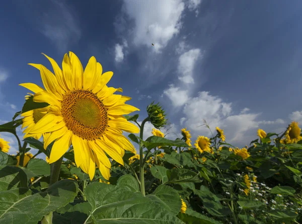 Zonnebloemen bloei in de zomer onder een mooie hemel — Stockfoto