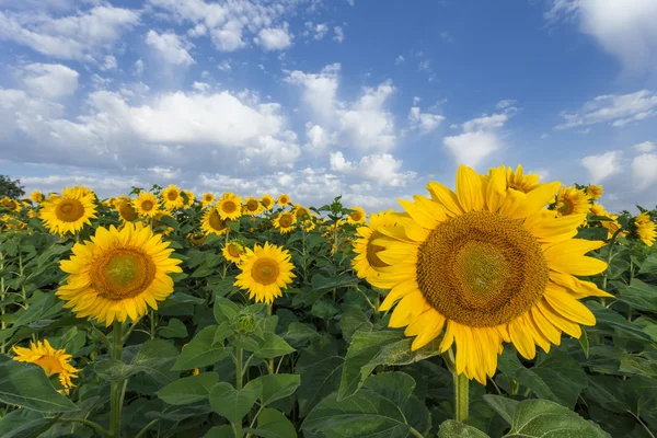 Zonnebloemen veld. de zomer licht. — Stockfoto