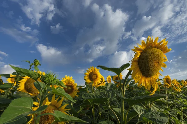 Summer field with yellow sunflowers — Stock Photo, Image