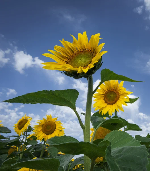 Zomer landschap met zonnebloem veld over bewolkt blauwe hemel — Stockfoto