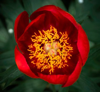 şakayıklar; kırmızı; renk; bitkiler; bitki; doğa; doğal olarak; ilkbahar; ekoloji; arka plan; çiçekler; renk; güzel; koruma altındaki türler; vahşi doğa; buket; çayır; mekan; bölge; ilaç