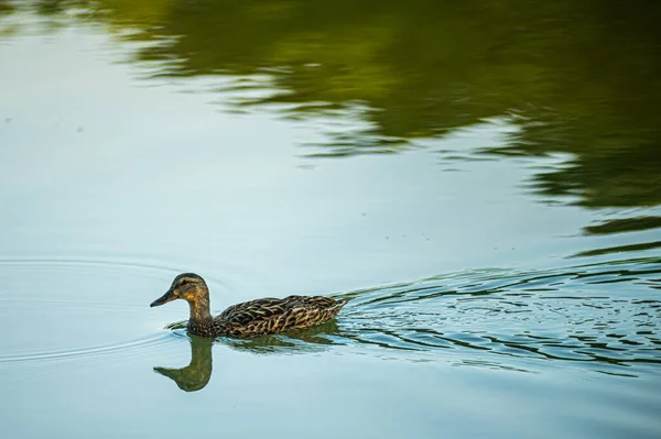 Een Wilde Eend Zwemt Een Meer Met Rustig Water — Stockfoto