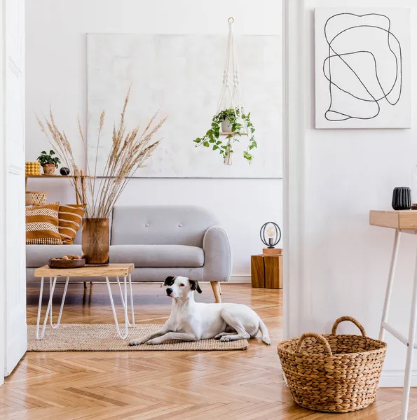 别致的构图 充满创意 宽敞宽敞的公寓内部 灰色沙发 咖啡桌 地毯和美丽的配饰 白墙和花篮地板 — 图库照片