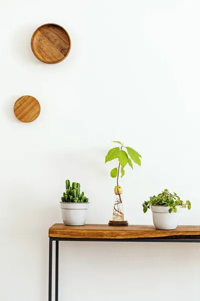 Elegante Composición Del Interior Sala Estar Con Pared Blanca Plantas — Foto de Stock