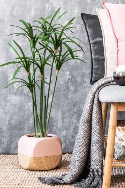 Rahat oturma odasının şık kompozisyonu iç dekorlar ve renkli şık yastıklar. Gri kreatif duvar ve parke zemin. İskandinav tarzı