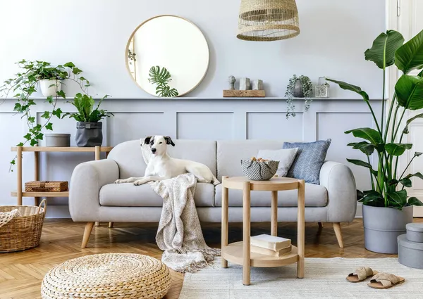 室内设计 配有时尚的灰色沙发 咖啡桌 热带植物 枕头和精致的家居装饰个人配饰 漂亮的狗躺在沙发上 — 图库照片