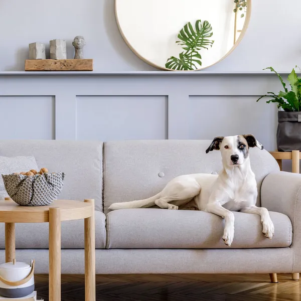 室内设计 配有时尚的灰色沙发 咖啡桌 热带植物 枕头和精致的家居装饰个人配饰 漂亮的狗躺在沙发上 — 图库照片