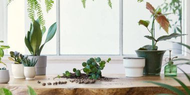 Ev bahçesinin modern kompozisyonu bir sürü güzel bitki, kaktüs, sulu bitki, farklı tasarım kaplarında hava bitkisi barındırıyordu. Botanik iç tasarımı çok şık. - Evet. Ev işleri konsepti. Şablon.