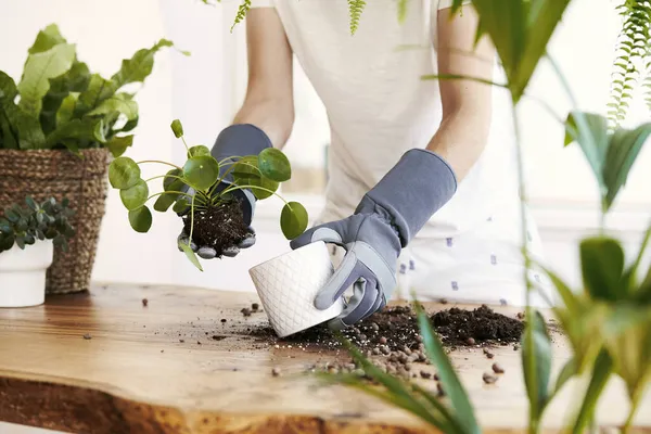 Woman Gardeners Transplanting Plant Ceramic Pots Design Wooden Table Concept — Stock Photo, Image