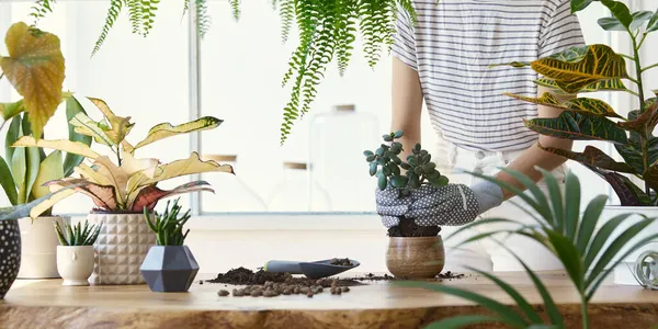 デザイン木製のテーブルの上のセラミックポットに植物を移植する女性庭師 ホームガーデンの概念 春の時間だ たくさんの植物とスタイリッシュなインテリア 家庭用植物の世話をする テンプレート — ストック写真