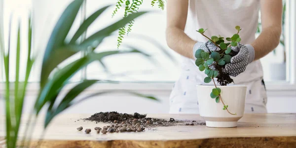 Jardineiros Homem Transplantando Planta Vasos Cerâmicos Sobre Mesa Madeira Design — Fotografia de Stock