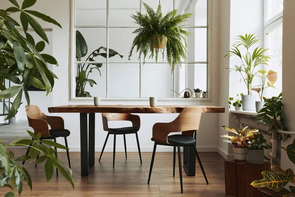 客房内饰时尚 植物学 配有设计工艺木桌 一串串植物 大窗户 招贴画和雅致的室内装饰 — 图库照片