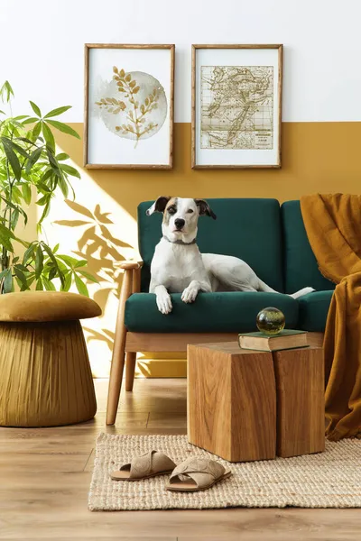 客厅内饰时尚时尚 配有设计家具 模型招贴画框 饰品和漂亮的狗躺在舒适的家居装饰沙发上 — 图库照片