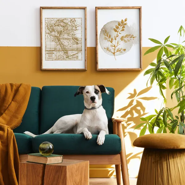 Stylish Interior Living Room Design Furniture Gold Pouf Plant Mock — Stock Photo, Image