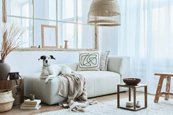 Stylish interior of living room with design modular sofa, furniture, coffee table, rattan decoration, dried flowers and elegant accessories in modern home decor. Beautiful dog lying on the sofa.