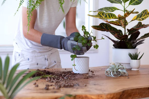 Woman Gardeners Transplanting Plant Ceramic Pots Design Wooden Table Concept — Stock Photo, Image