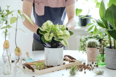 Güzel bir bahçıvanlık süreci. Genç kadın bahçıvan, beyaz ahşap masadaki mermer seramik kaplarda yeşil bitkilerle ilgileniyor. Bitkiler sever. Ev bahçesi kavramı. Bahar geldi. Bir sürü bitkiyle süslü bir iç mekan. Evle ilgilenmek.