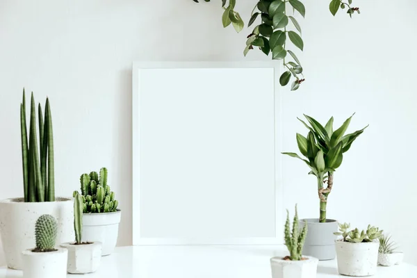Stylish composition of home interior with white mock up poster frame and a lot of plants, cacti and suculents in classy pots on the white table. White walls. Template.