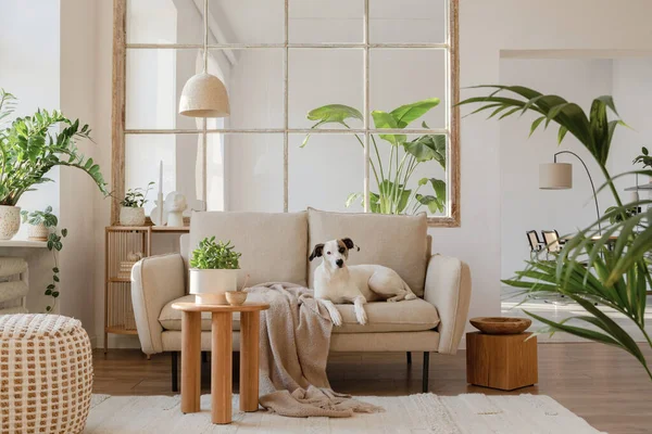 雅致的客厅室内设计 配以米色现代沙发 侧桌和创意配饰 漂亮的狗躺在沙发上 复制空间 — 图库照片