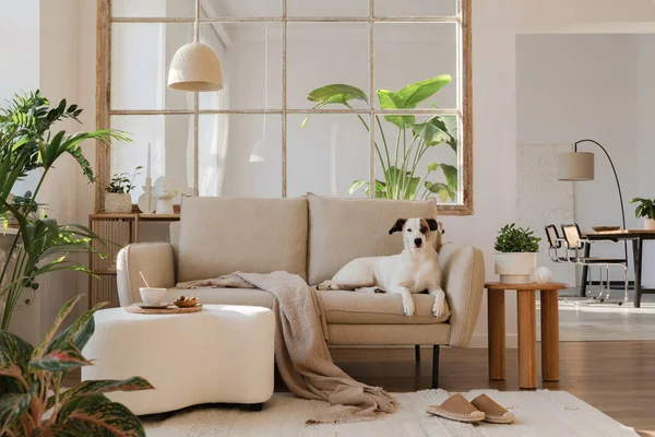 Elegant Living Room Interior Design Dog Lying Beige Modern Sofa — Stock Photo, Image