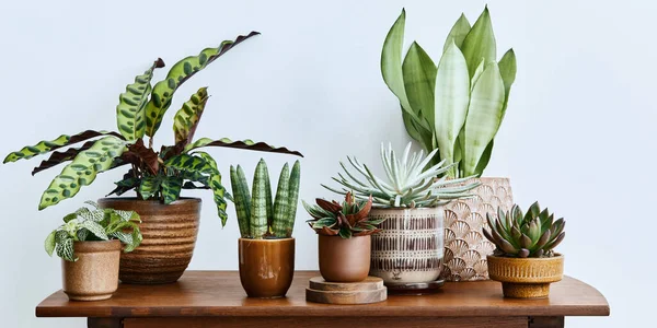 Composição Elegante Interior Home Jardim Encheu Muitas Plantas Bonitas Cactos — Fotografia de Stock