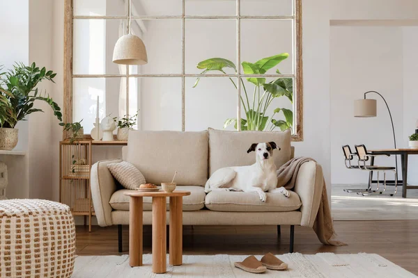 雅致的客厅室内设计 美丽的狗躺在米色的现代沙发上 旁边的桌子和家居装饰 复制空间 后排的饭厅 — 图库照片
