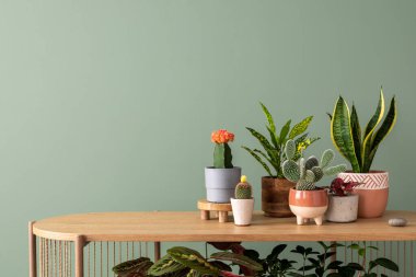 Ev bahçesinin iç kısımlarının şık kompozisyonu bir sürü güzel bitki, kaktüs, sulu bitki ve farklı tasarım kaplarında hava bitkileri barındırıyordu. Ev bahçesi konsepti ev ormanı. Makarayı kopyala. Şablon.