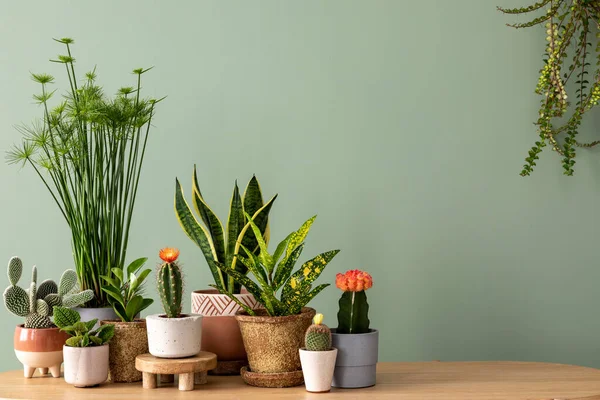 Stylish composition of home garden interior filled a lot of plants, cacti, succulents, air plant in different design pots. Green wall. Template. Copy space. Home gardening concept Home jungle.