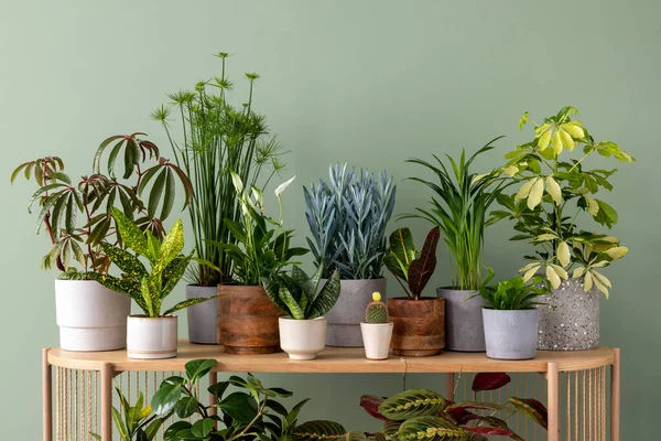Creative Composition Botanic Home Interior Design Lots Plants Classic Designed — Stockfoto