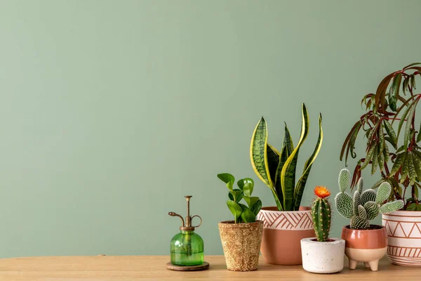 Stylish Composition Home Garden Interior Filled Lot Beautiful Plants Cacti — Stok Foto