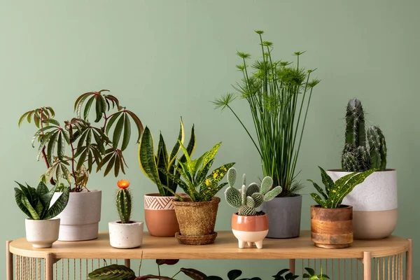 Komposisi Kreatif Dari Desain Interior Rumah Botani Dengan Banyak Tanaman — Stok Foto