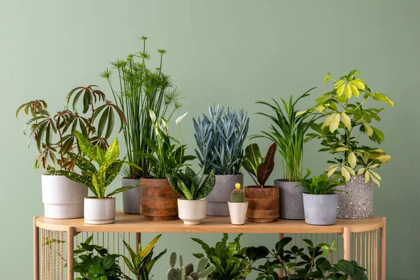 Komposisi Kreatif Dari Desain Interior Rumah Botani Dengan Banyak Tanaman — Stok Foto