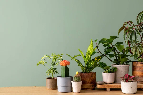 Creative Composition Botanic Home Interior Design Lots Plants Classic Designed — Photo