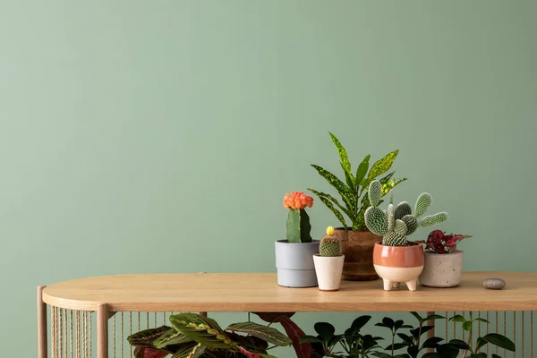 Kreative Komposition Botanischer Wohnkultur Mit Vielen Pflanzen Klassisch Gestalteten Töpfen — Stockfoto