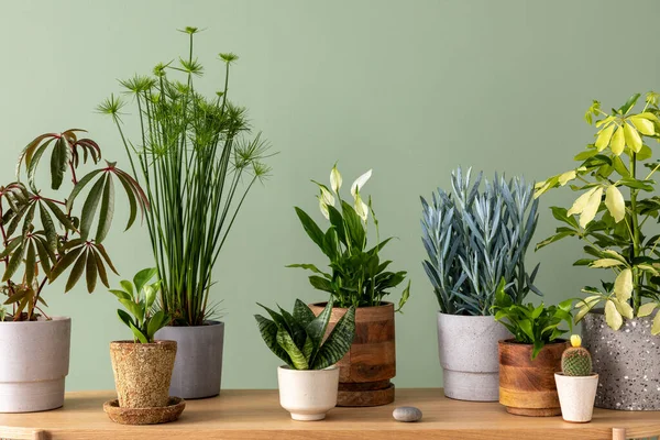Creative Composition Botanic Home Interior Design Lots Plants Classic Designed — Stok Foto