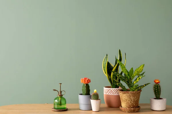 Creative Composition Botanic Home Interior Design Lots Plants Classic Designed — Stok Foto