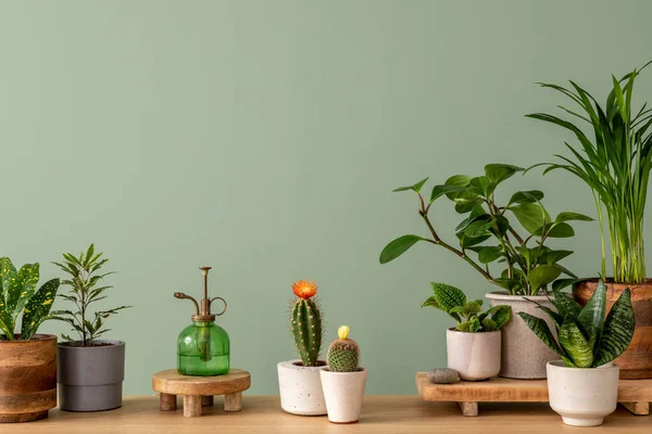 Composição Criativa Casa Botânica Design Interiores Com Muitas Plantas Vasos — Fotografia de Stock