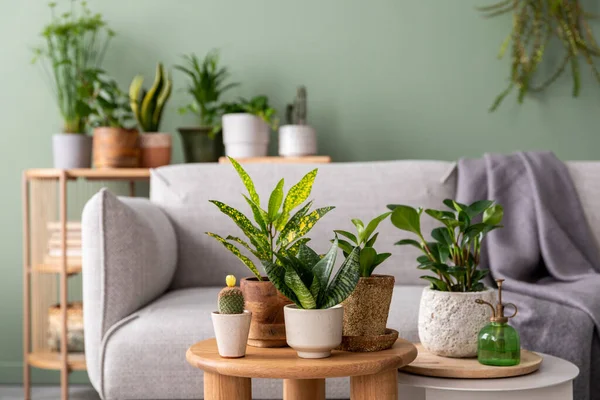 Stylish composition of home garden interior filled a lot of beautiful plants, cacti, succulents, air plant in different design pots. Green wall. Beige sofa with plaid and coffe table. Template. Home gardening concept Home jungle.