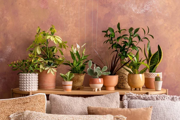 Stylish Composition Creative Spacious Living Room Interior Plants Sofa Pillows — 스톡 사진